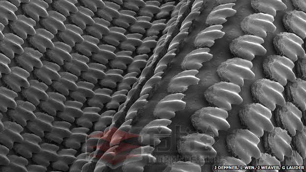 哈佛大学利用3D打印揭示鲨鱼皮的秘密