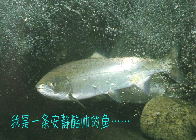 魚1