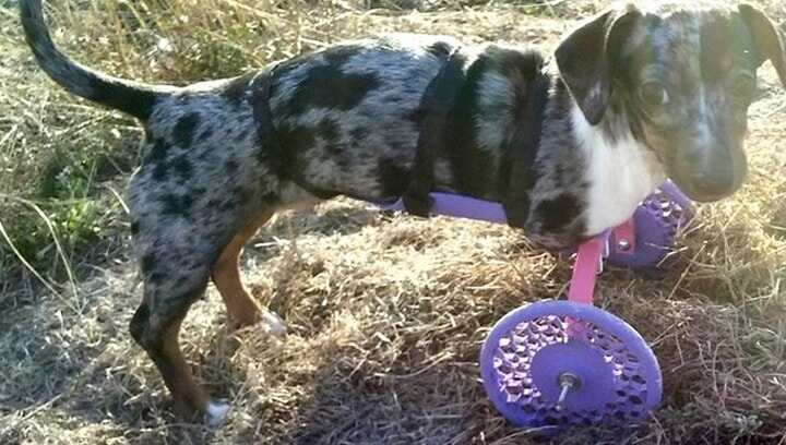 3D打印“接地氣” 大大造福殘疾動物