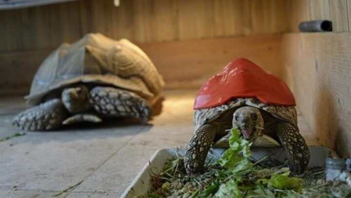 3D打印造福寵物龜 新外殼讓它萌萌噠