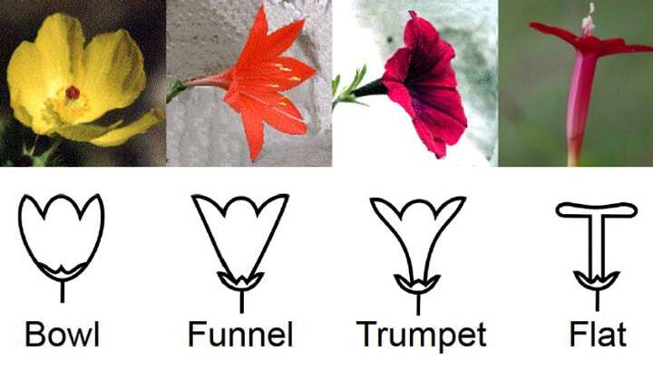 生物學(xué)家使用3D打印假花研究植物演化
