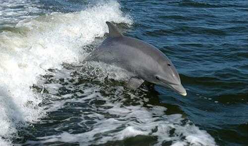 3D打印首次呈現(xiàn)海豚眼中人類形象