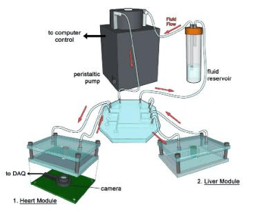 3D打印技術：多器官微流控芯片