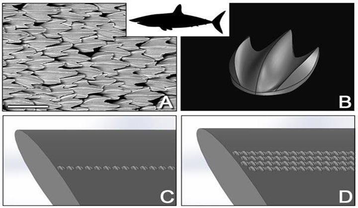 受鲨鱼启发，哈佛大学3D打印细齿结构降低飞机阻力