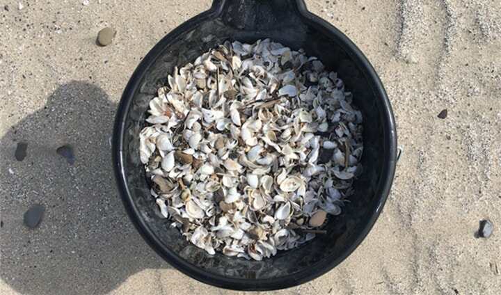 二年級(jí)學(xué)生將入侵物種斑驢貽貝變成3D打印材料，同樣是大學(xué)僧，別人家的大二怎么如此優(yōu)秀