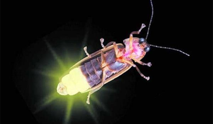 纳米级3D打印有助于揭示萤火虫秘密以提高LED效率