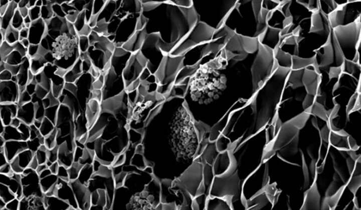 研究人員表示3D打印仿生珊瑚可以改善生物能和珊瑚礁