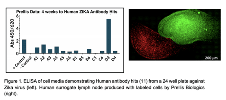 Prellis Biologics使用生物3D打印淋巴結(jié)來產(chǎn)生新冠病毒抗體