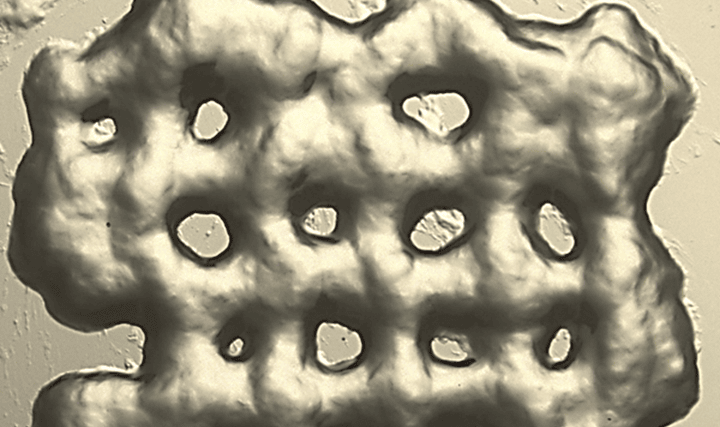 西班牙研究團隊開發(fā)了針對癌癥患者的3D打印T細胞水凝膠