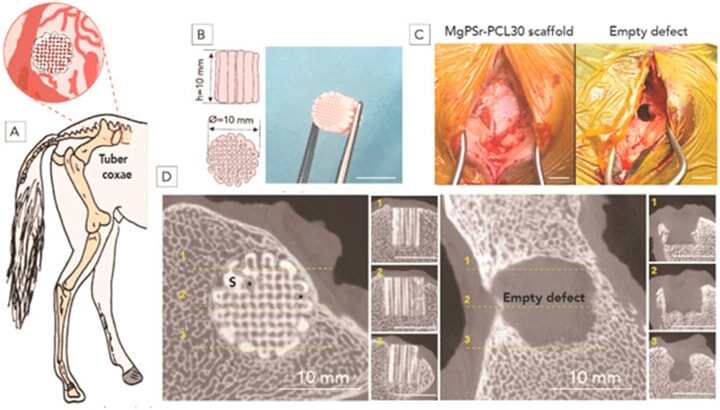用于3D打印植入物的磷酸鎂輔助骨再生