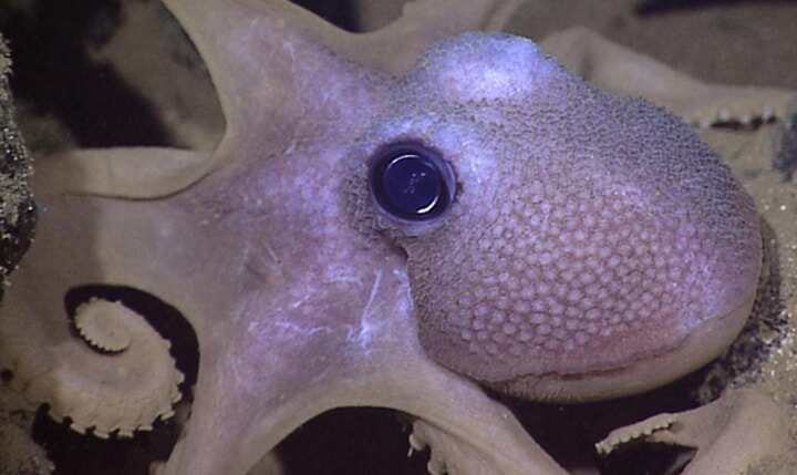 羅格斯大學(xué)研究人員受章魚(yú)啟發(fā)開(kāi)發(fā)3D打印變形機(jī)器人