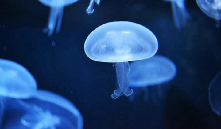 研究人員開(kāi)發(fā)全3D打印執(zhí)行器，以構(gòu)建類似水母的軟機(jī)器人