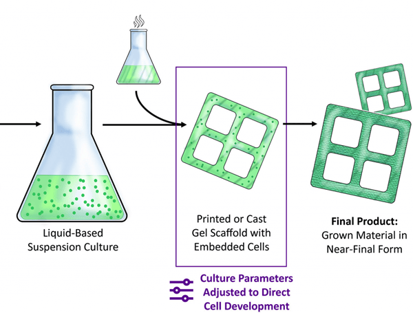 科學(xué)家們的新型3D打印雙色木材可以生產(chǎn)未來派的生態(tài)友好型家具