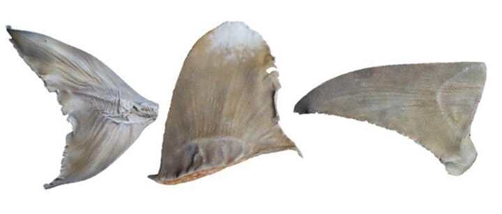 南非海關(guān)官員利用3D打印打擊野生動物販運