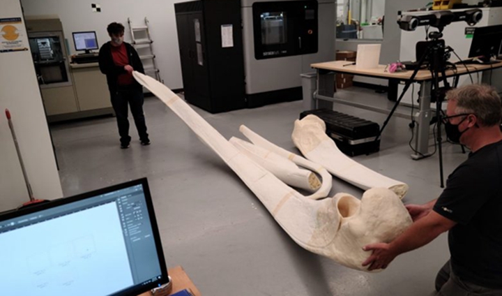 3D打印复原损坏的鲸鱼骨骼模型，并用于博物馆展览