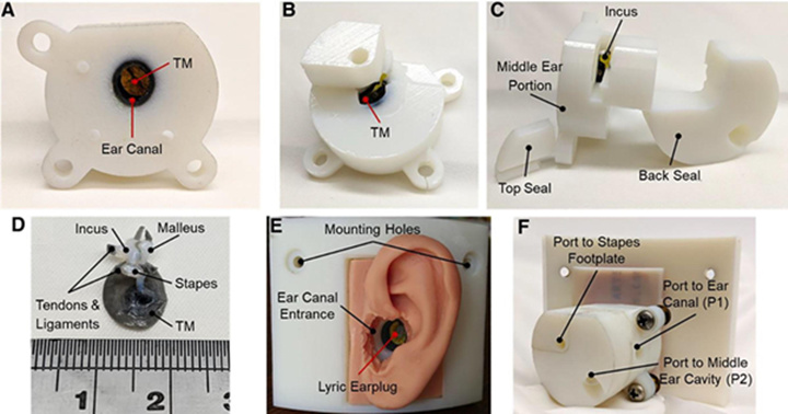 研究人员创建用于测试听力保护设备的3D打印耳朵模型