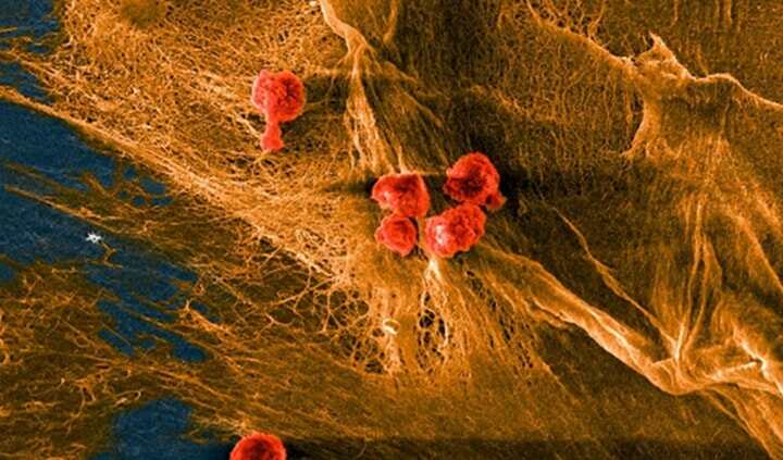 新型生物復(fù)合材料！為3D打印人體仿生皮膚奠定基礎(chǔ)