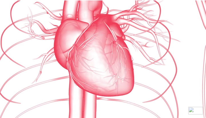 麻省理工学院推出定制的3D打印心脏