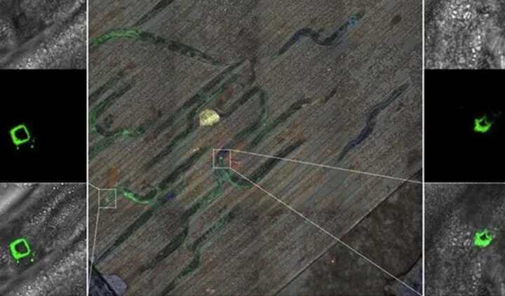 3D打印首次在線蟲體內(nèi)造電路，有望用于腦機(jī)接口領(lǐng)域