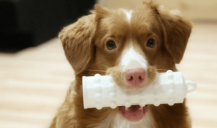 2023年最佳3D打印狗玩具和配件