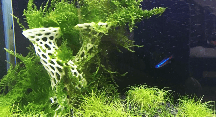 5個(gè)最佳3D打印水族館裝飾品和配件