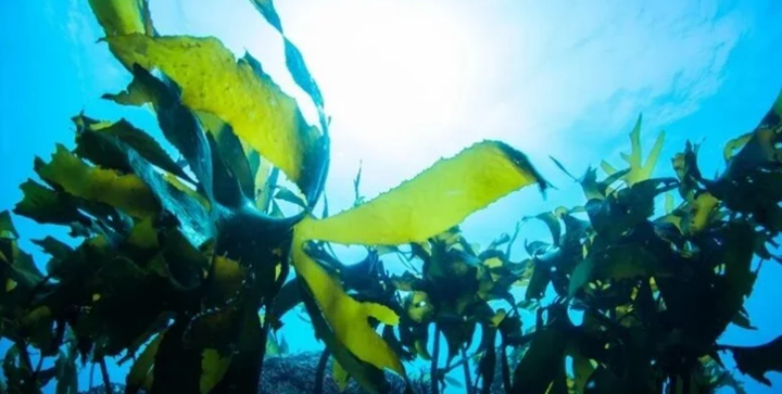 微藻和3D打?。何磥磲t(yī)學(xué)的雙贏組合？