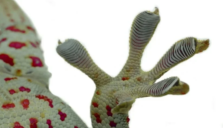 3D打印錯(cuò)誤如何導(dǎo)致受壁虎啟發(fā)的各向異性結(jié)構(gòu)的出現(xiàn)？ - 圖片