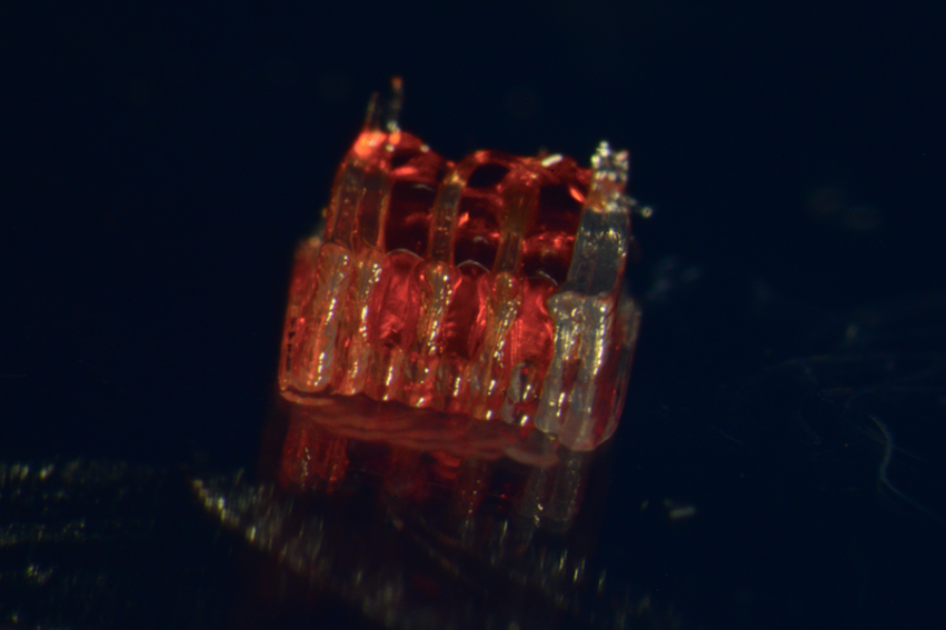 UMN開發(fā)定制3D打印硅膠支架，可促進脊髓類器官形成幫助修復(fù)脊髓損傷 - 圖片