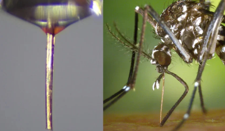 蚊子的口器被重新利用，用作高分辨率3D打印的微型噴嘴