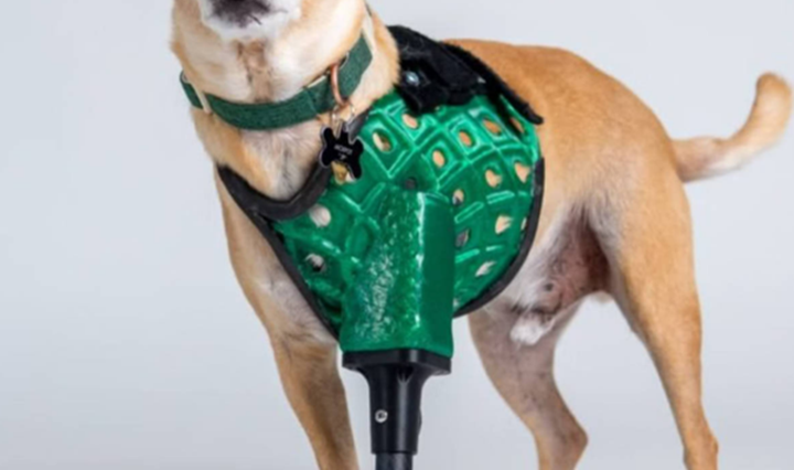 3D打印賦能寵物義肢：3DPets打造寵物定制化助行設備