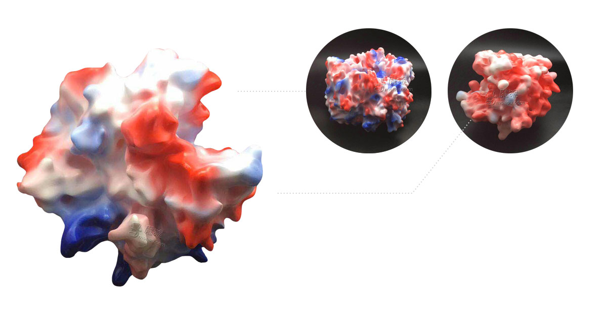 蛋白长什么样您知道吗？生物模型3D打印